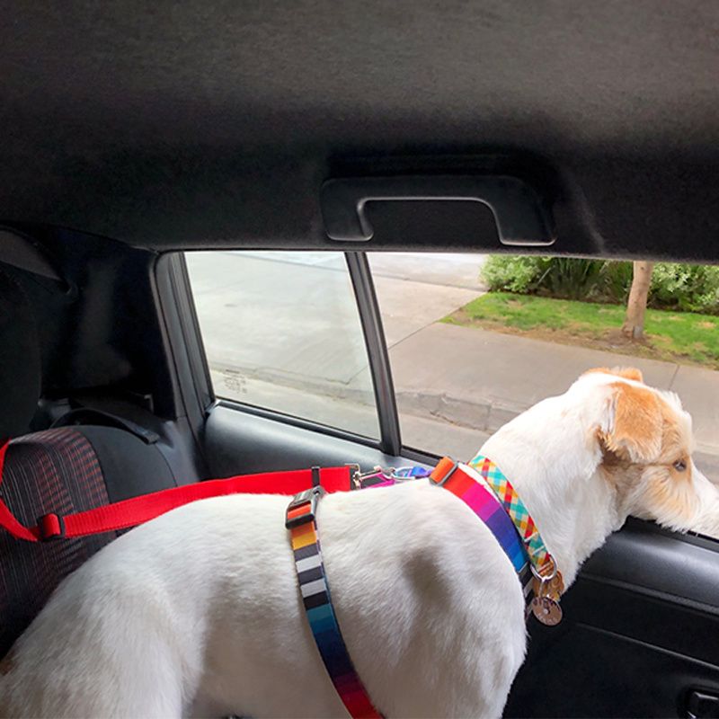 Solid Color 2 In 1 Pet Car Seat Belt Nylon Lead Leash Backseat Safety Belt Adjustable For Dog & Cat - DelightsDownSouth